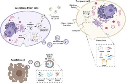 Extracellular Vesicles From Perinatal Cells for Anti-inflammatory Therapy